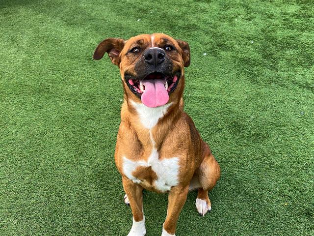 Pit Bull