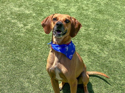 OTTO, an adoptable Vizsla in Orange, CA