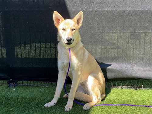 picture of the dog needing adoption