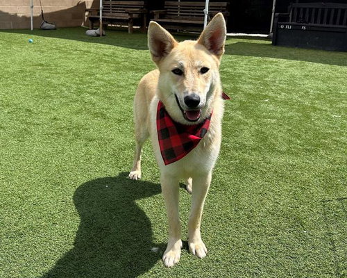 HARTLEY, an adoptable Jindo in Orange, CA
