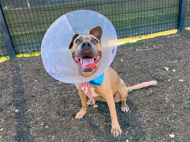 Pit Bull