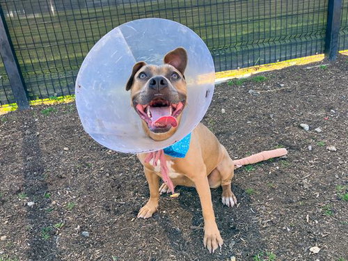 picture of the dog needing adoption