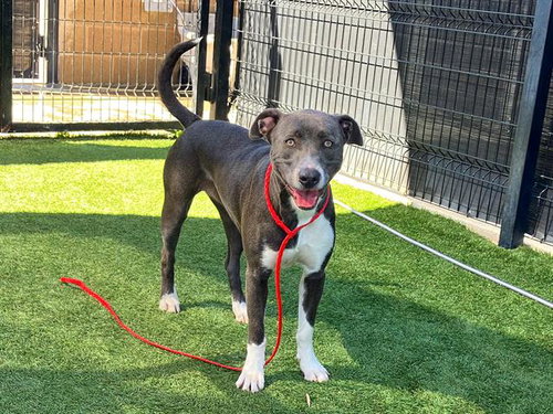 SYDNEY, an adoptable Pit Bull Terrier in Orange, CA