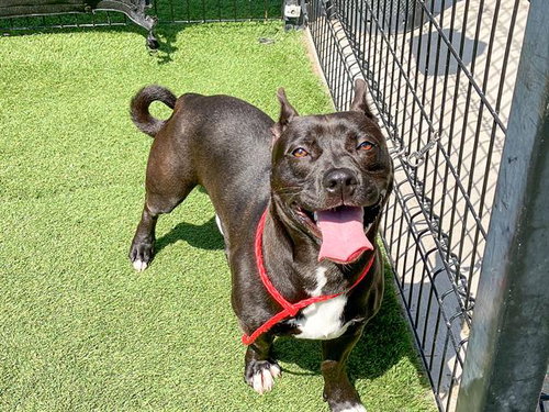 picture of the dog needing adoption