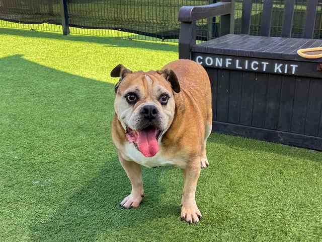 MAGGIE Image