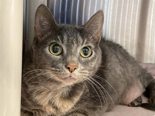 JULIA, Adult Domestic Short Hair (medium coat), cat for adoption in Westminster, California