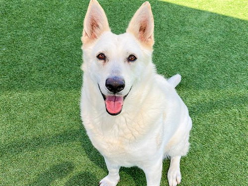 picture of the dog needing adoption