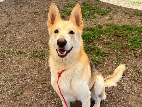 picture of the dog needing adoption