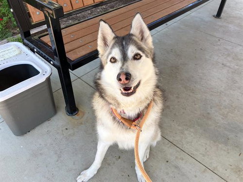 ELDON - Siberian Husky available for adoption