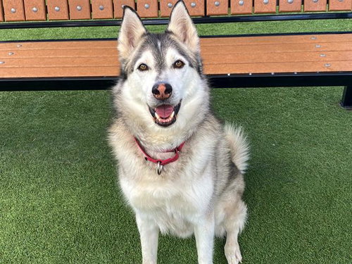 ELDON - Siberian Husky available for adoption