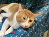 LOUIE - Photo 1