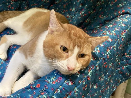 LOUIE - Domestic Short Hair available for adoption