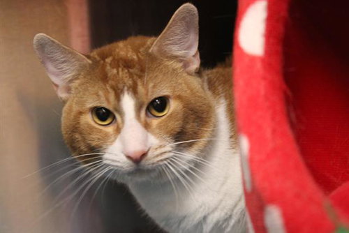 LOUIE - Domestic Short Hair for adoption in Anaheim