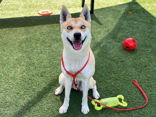 ALFIE, an adoptable Siberian Husky in Orange, CA