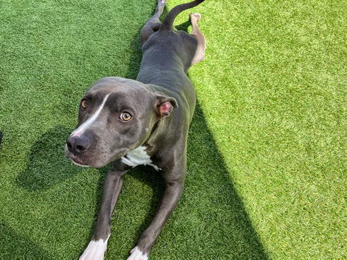 HERCULES, an adoptable Pit Bull Terrier in Orange, CA