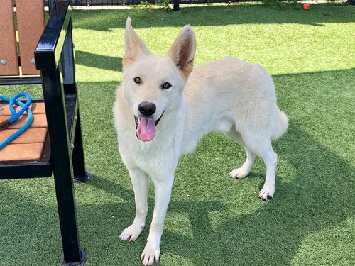 CILLIAN, an adoptable German Shepherd Dog in Orange, CA
