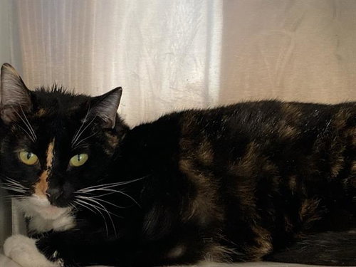CHAPPELL, an adoptable Domestic Short Hair in Orange, CA