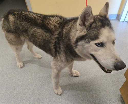 BENJAMIN, an adoptable Siberian Husky in Orange, CA
