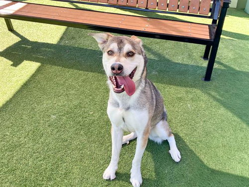 GIZMO, an adoptable Siberian Husky in Orange, CA
