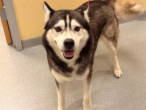 JACOB, an adoptable Siberian Husky in Orange, CA