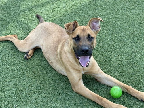 DUNCAN, an adoptable German Shepherd Dog in Orange, CA