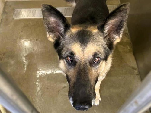 JANE, an adoptable German Shepherd Dog in Orange, CA