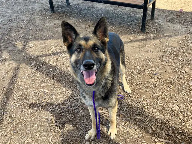 Jane - German Shepherd Dog