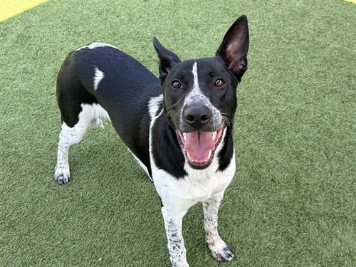 BUG, an adoptable Australian Kelpie in Orange, CA