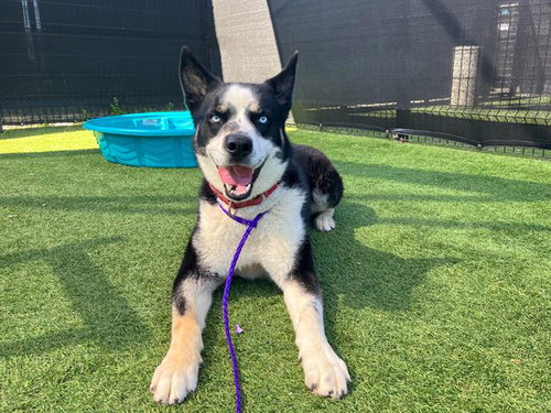 ZERO, an adoptable Siberian Husky in Orange, CA
