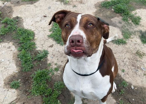 NESSIE, an adoptable Pit Bull Terrier in Orange, CA