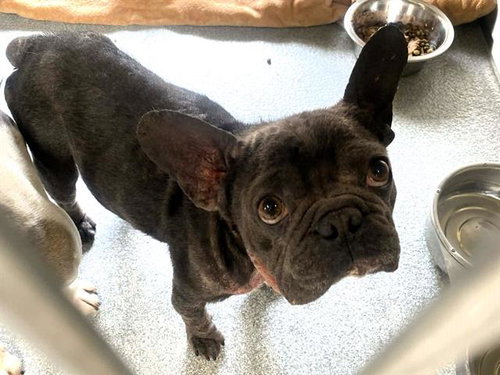 MATT, an adoptable French Bulldog in Orange, CA