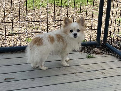 MUNCHKIN, an adoptable Chihuahua in Orange, CA