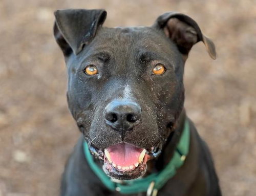 LEXI, an adoptable Pit Bull Terrier in Orange, CA