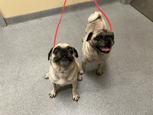 CERSEI, an adoptable Pug in Orange, CA