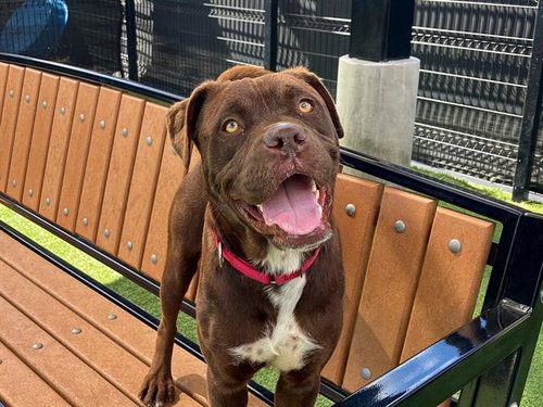 COUNT CHOCULA, an adoptable Boxer in Orange, CA