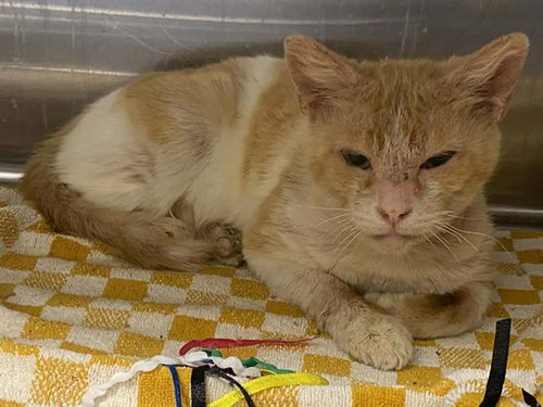 RANGER, Adult Domestic Short Hair (medium coat), cat for adoption in Westminster, California