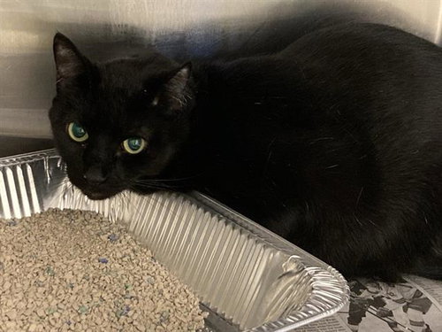 DARIN, Adult Domestic Short Hair (medium coat), cat for adoption in Westminster, California