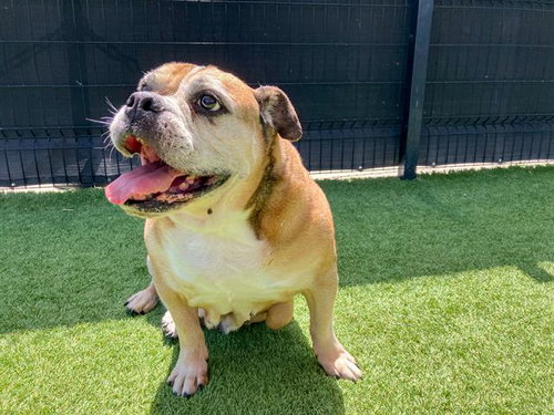 MAGGIE, an adoptable English Bulldog in Orange, CA