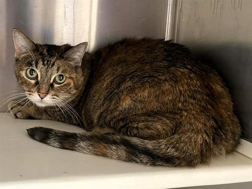LANA, Adult Domestic Short Hair (medium coat), cat for adoption in Westminster, California