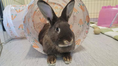 CADBURY