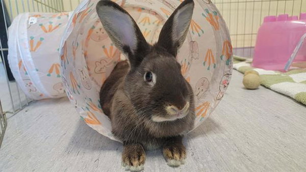 CADBURY