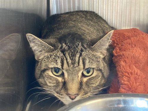 GRETA, Adult Domestic Short Hair (medium coat), cat for adoption in Westminster, California