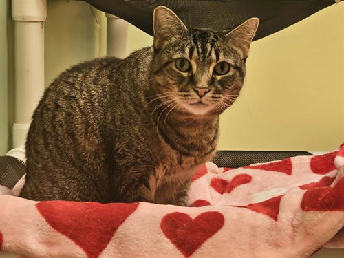 GRETA, Adult Domestic Short Hair (medium coat), cat for adoption in Alhambra, California