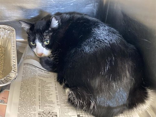 PALMER, Adult Domestic Short Hair (medium coat), cat for adoption in Westminster, California