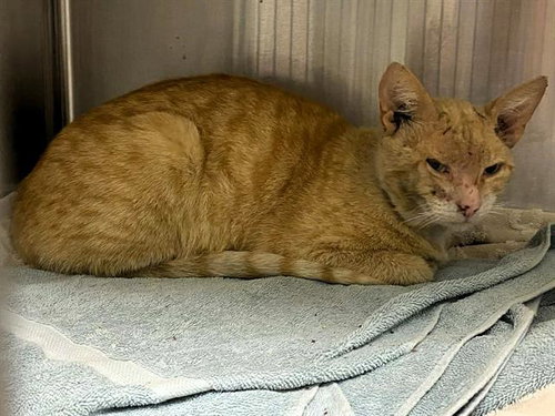 CLERIC, Adult Domestic Short Hair (medium coat), cat for adoption in Westminster, California