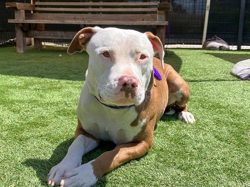 SARSAPARILLA, an adoptable Pit Bull Terrier in Orange, CA