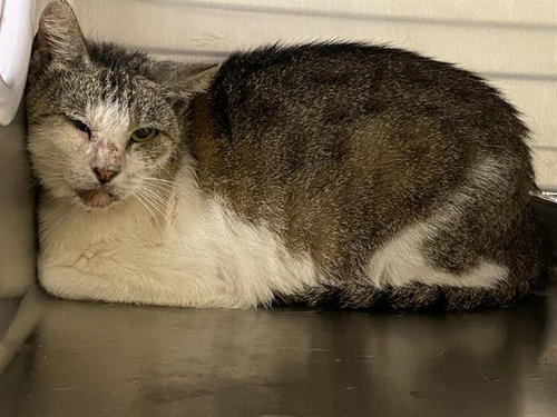 MONET, Senior Domestic Short Hair (medium coat), cat for adoption in Westminster, California
