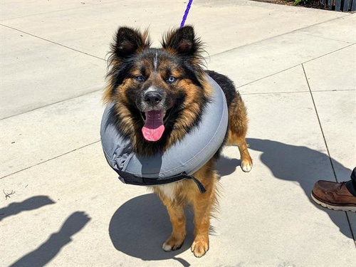 CHAUNCEY, an adoptable German Shepherd Dog in Orange, CA