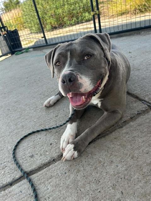 PRISCILLA