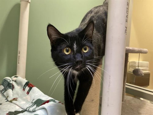 RIZZO, Adult Domestic Short Hair (medium coat), cat for adoption in Westminster, California